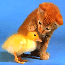 20041230202837.gif