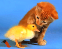 6476.gif