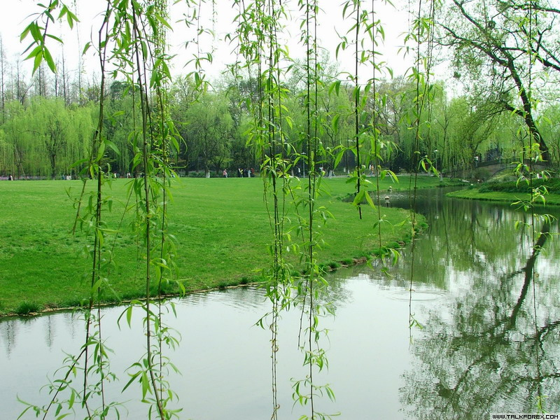 柳浪草坪.jpg
