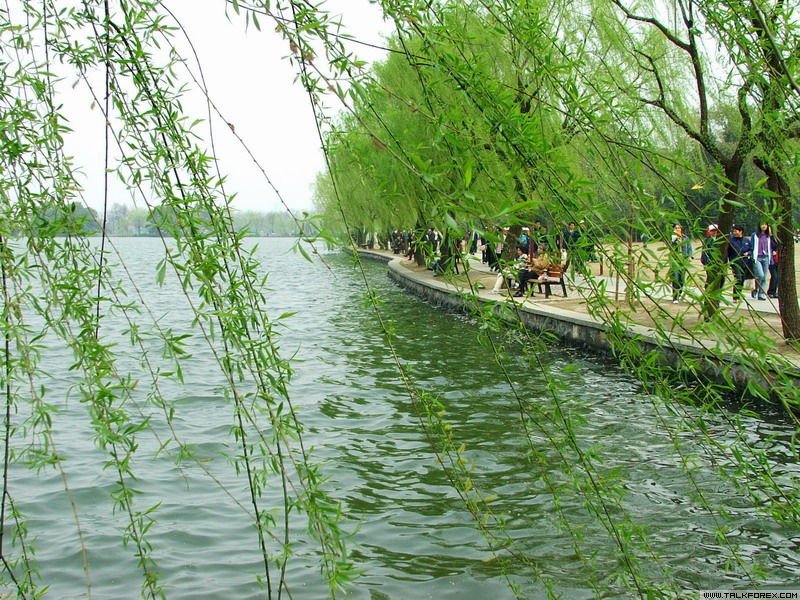 西湖_港垂柳.jpg