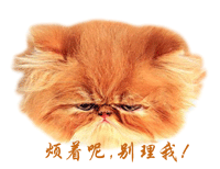 200482535840.gif
