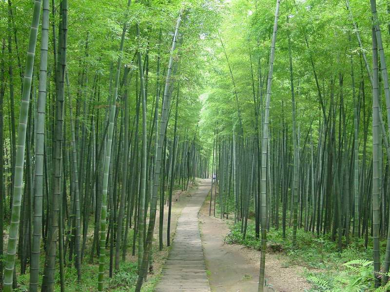 竹林幽径.jpg