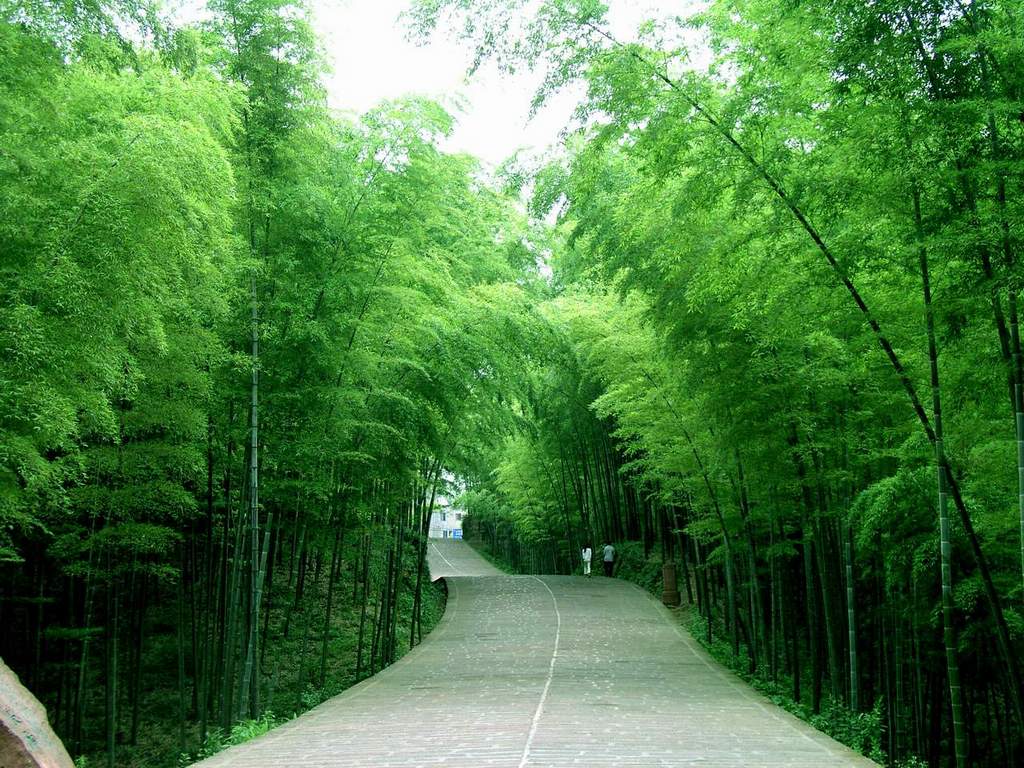 竹林幽径1024x768.jpg