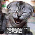 cat.gif