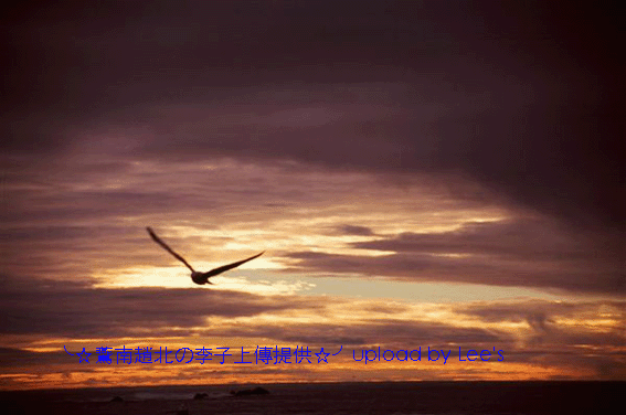 Seagull沸腾的生活Flaying 拷贝.gif