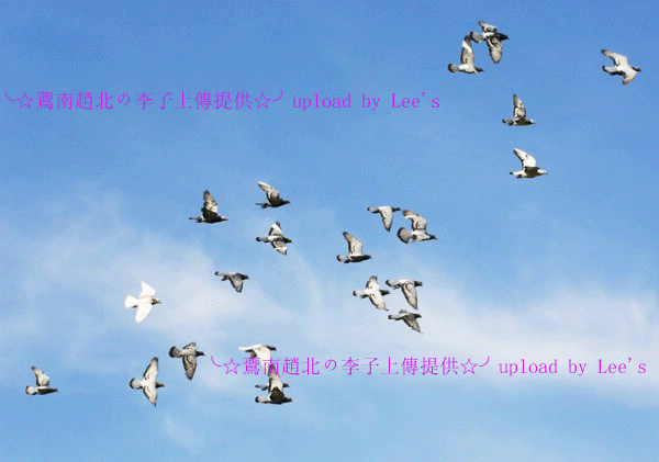 鴿子.gif