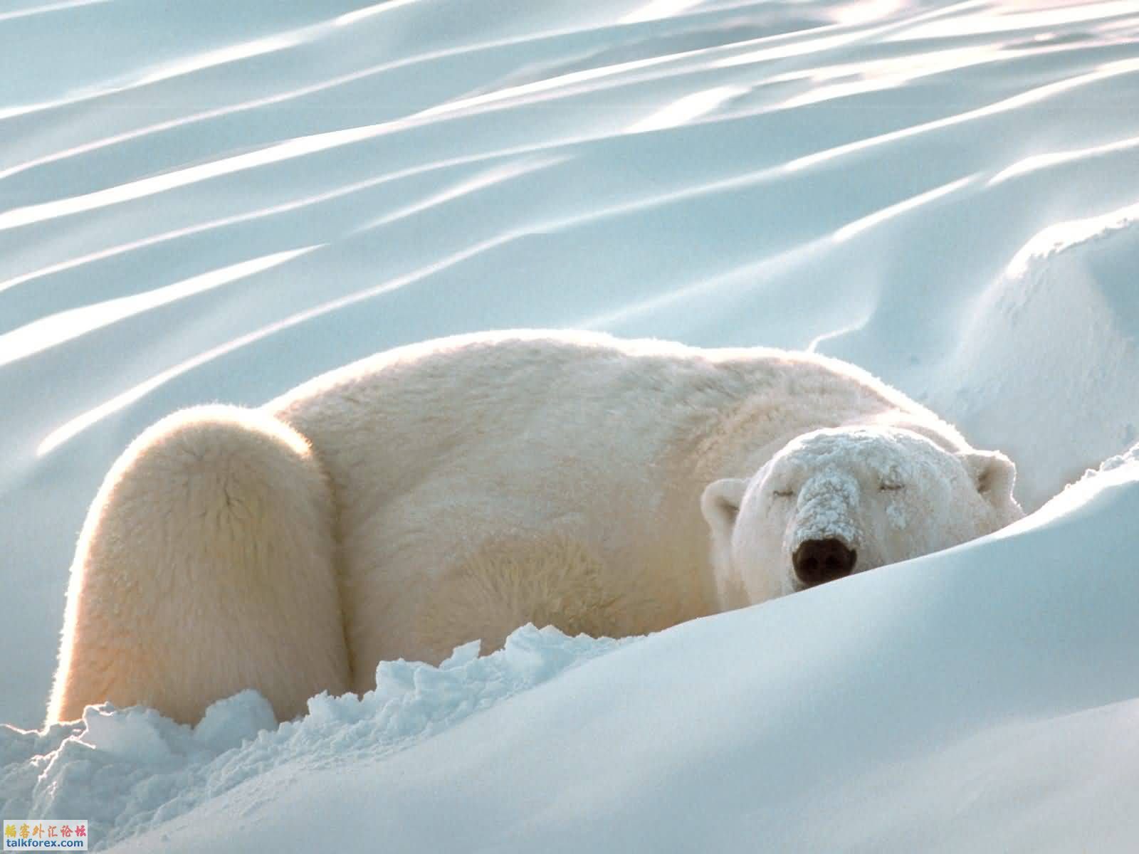 Sleeping_Beauty_Polar_Bear-1600x1200.jpg