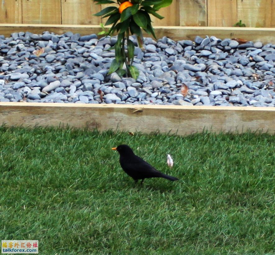 IMG_0867b.jpg
