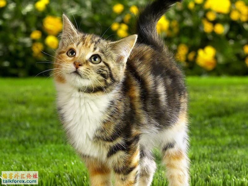 Calico Tabby Mix1.JPG