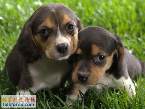 Beagle Puppies.jpg